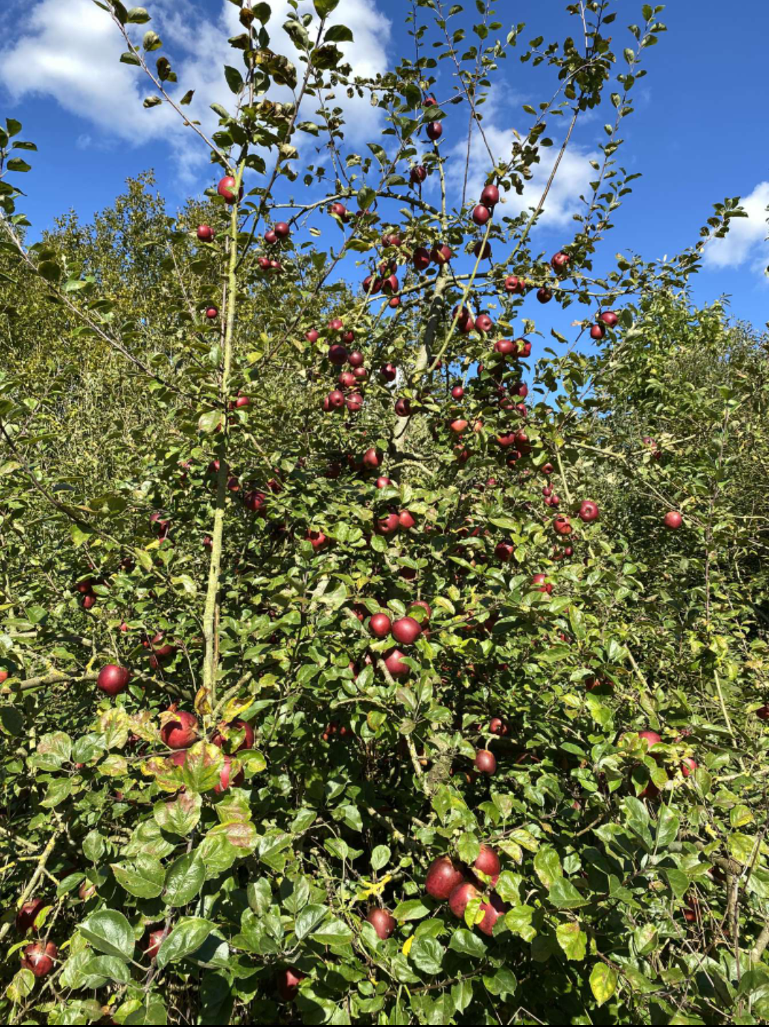 Terrain de 8411m sur la commune de merville Photo 2 - Brique Rouge Immobilier
