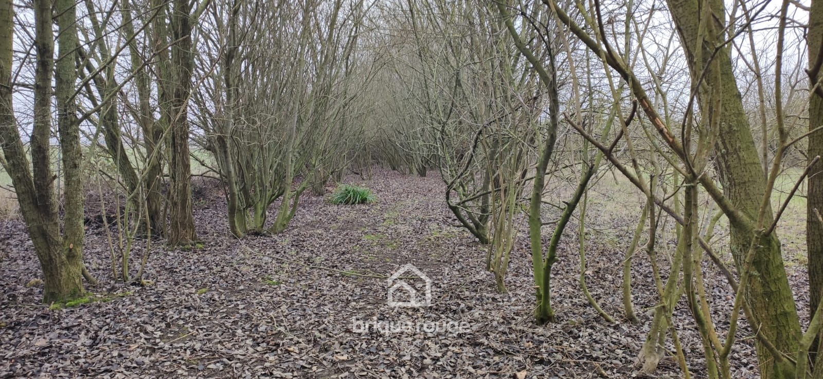 Terrain de 8411m sur la commune de merville Photo 5 - Brique Rouge Immobilier